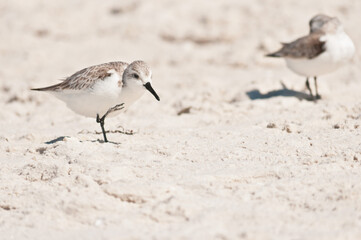 front view, close distance of a sand linger, scratching chest feathers, on tropical, sandy beach, sunny morning