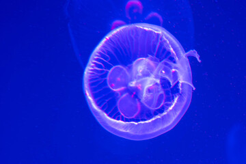 Colorful jelly fish in dark sea.
