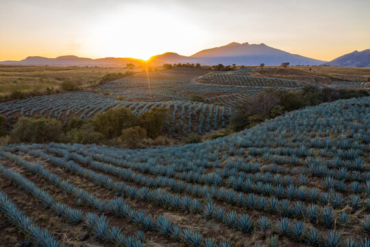 tequila, paisaje agavero, agave azul, campos de agave, tequilana wever, tequila azul, paisaje de tequila, paisaje mexicano, méxico, jalisco