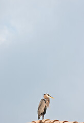 front view, far distance of a single great blue heron standing on the top of a tiled roof in a tropical location, searching for next meal