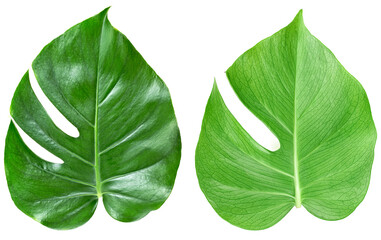 Two tropical jungle monstera leaves isolated on a white background. Tropical leaves. Swiss Cheese Plant. © domnitsky