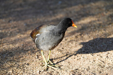 Common Gallinule