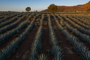 tequila, paisaje agavero, agave azul, campos de agave, tequilana wever, tequila azul, paisaje de...