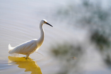 Elegant Snowy Egret