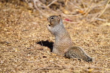 Rock Squirrel posing