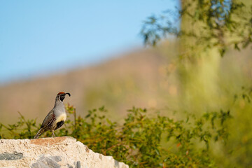 Gambel's Quail