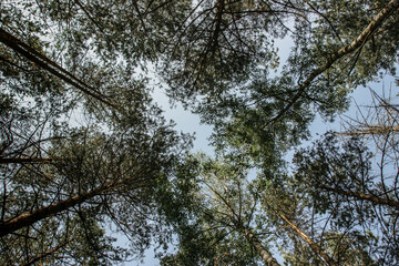 Fototapeta premium Tree top shot from below.Beautiful spring summer season concept copy space.Natural background.Evergreen woodland panoramic view.Branches with leaves silhouette.Sunny day in the woods.Positive energy.