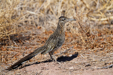 Roadrunner in the Arizona desert