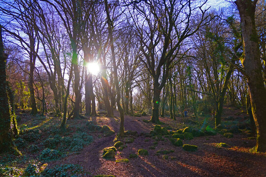 Trees at barna woods forest in Connemara Galway, Ireland