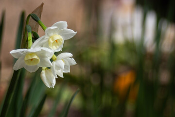 Narcisos blancos (Narcissus papyraceus) en primavera