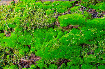 green moss on rotten wood