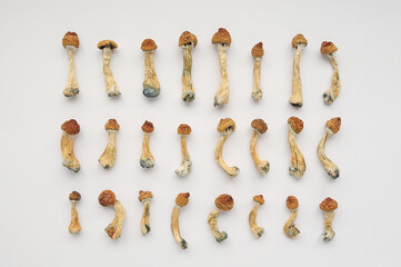Microdosing diary plan. Dried psilocybin mushrooms Golden Teacher, pattern on white background....