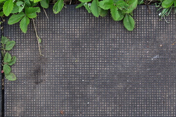 leaves on a background