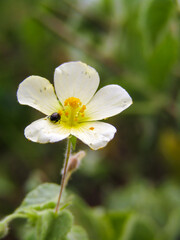 Beetle landing on a flower