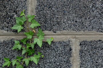 stone wall with ivy