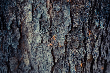 Tree bark texture close-up walpaper