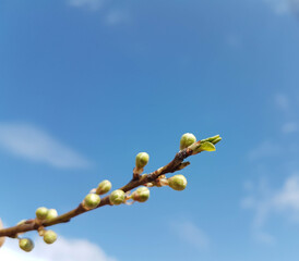 flowers buds on branch sky background