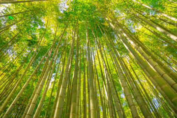 Fototapeta na wymiar Green forest e of bamboo of Take-dera Temple in Kamakura town of Japan. Sun lit bamboo grove background for meditative concept. Bottom view of giant bamboo garden of Hokoku-ji Temple in Kamakura,