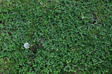 green moss on the wall