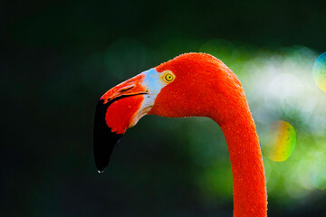 Fototapeta premium close up of a flamingo