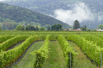 Fototapeta na wymiar Green vineyards in Vienna woods by Baden bei Wien in Austria