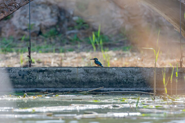 kingfisher, bird, wild in a lake, feeding on looking for small fish