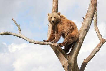 Young brown bear in a tree