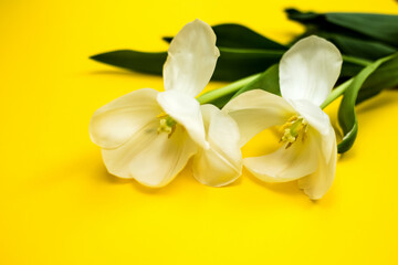 Buds of open fading white tulips. Flowers close-up. Horizontal yellow background. Green leaves. Petals and pistils. Printing of postcards, notebooks. Free space for an inscription.