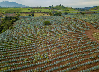 tequila, paisaje agavero, agave azul, campos de agave, tequilana wever, tequila azul, paisaje de...