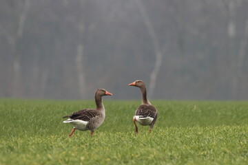 Das Gänsepaar