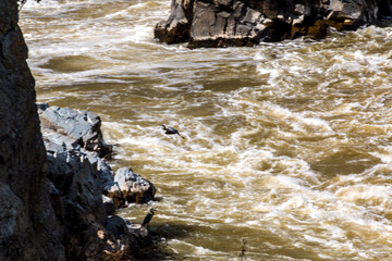 rushing rapids of the Potomac river in summer in Great Falls National Park in Maryland and Virginia.
