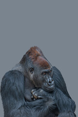 Cover page with a very powerful but calm alpha male African gorilla, thinking at something, sad or depressed at grey solid background with copy space.