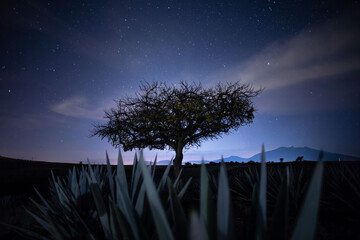 tequila, paisaje agavero, agave azul, campos de agave, tequilana wever, tequila azul, paisaje de...