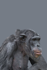 Cover page with a portrait of smart looking chimpanzee closeup with copy space and solid background. Concept of wildlife conservation, biodiversity and animal intelligence.