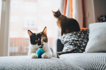 Cute purebred calico and Siamese cats playing with soft ball on comfortable sofa in cozy apartment in daylight