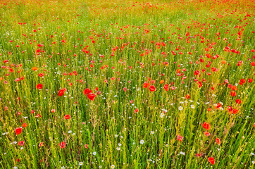 Field with poppy flowers at sunset, selective focus.