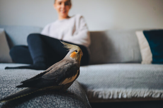 Side view of funny exotic cockatiel bird standing on sofa and woman in background in modern apartment
