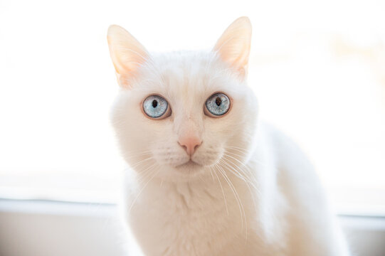 Closeup of focused cat with white fur looking away while resting near shiny window in house