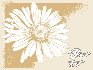 chamomile_wildflowers