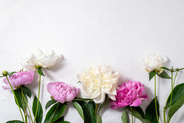 Flower composition pink and white peony flowers on white background. Holidays concept. Mothers day greeting card. Spring, flowering, summer flowers. Copy space