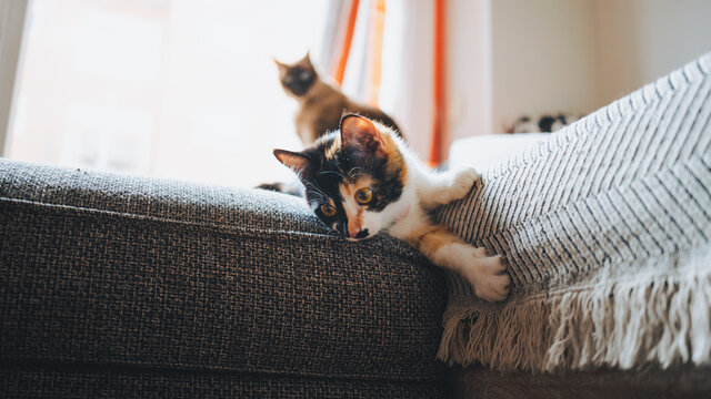 Adorable calico cat with tricolor coat sitting on comfortable sofa and looking away in modern apartment