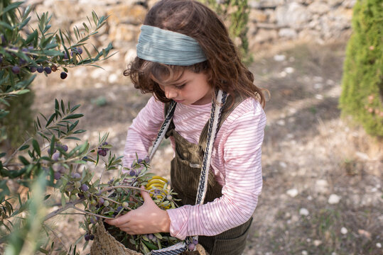 From above of cute little girl in casual clothes collecting fresh ripe olives from tree into straw basket while working in plantation on sunny day