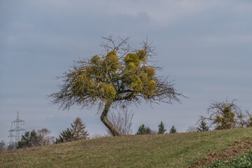 Baum mit vielen Misteln im frühjahr