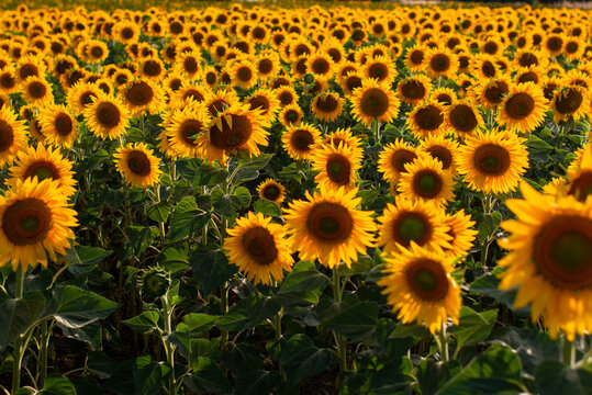 High angle of blossoming sunflower field lit by sunlight in countryside in summer