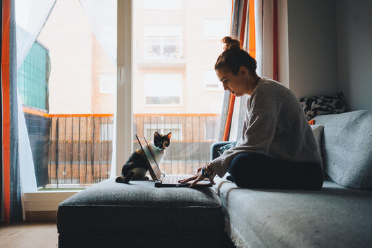 Crop of young female freelancer in casual clothes sitting on comfortable couch and working remotely on laptop near cute calico cat