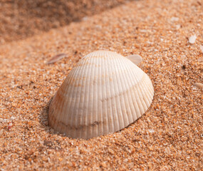 Biała piękna muszla na jasnym tle piasku na plaży, naturalne tło, tekstura.