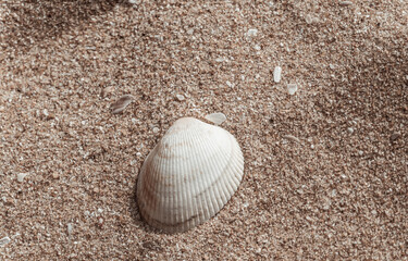 Biała piękna muszla na jasnym tle piasku na plaży, naturalne tło, tekstura.