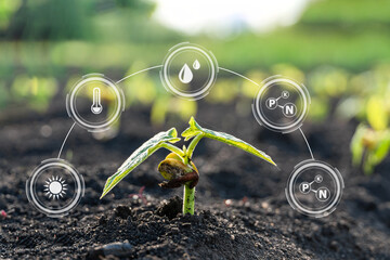 Smart farming with IoT,Growing corn seedling with infographics. Smart farming and precision...