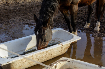 Chestnut coloured horse drinking water from white basin.