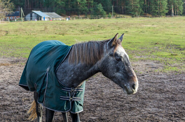 Portrait of a beautiful dapple gray coloured horse shot in the meadow in sunny day wearing green horse blanket.